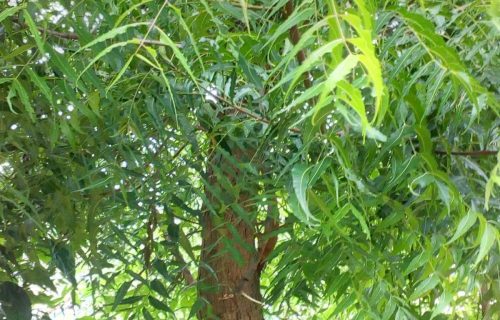 neem