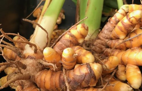 turmeric